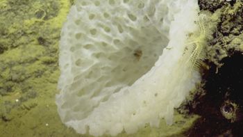 Media type: image;   Invertebrate Zoology 153111 Description: live specimen;